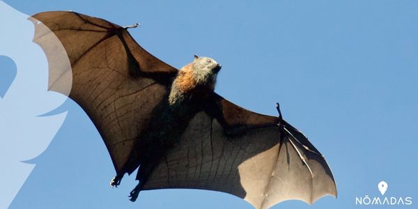 Los murciélagos gigantes australianos
