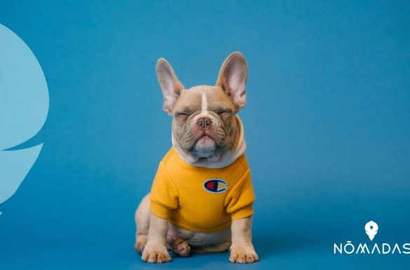 Estudiar veterinaria en Estados Unidos